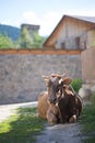 Cow on the streets of Mestia, Georgia Royalty Free Stock Photo