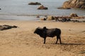 Cow strolling at Gokarna Beach - Arabian sea - Indian beach holiday