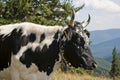 Cow on a subalpine meadow Royalty Free Stock Photo
