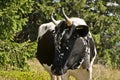 Cow on a subalpine meadow Royalty Free Stock Photo