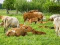 Cow with suckling calf on the pasture Royalty Free Stock Photo