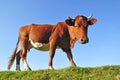 Cow on a summer pasture Royalty Free Stock Photo