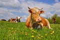 Cow on a summer pasture Royalty Free Stock Photo