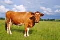 Cow on a summer pasture Royalty Free Stock Photo