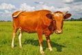 Cow on a summer pasture Royalty Free Stock Photo