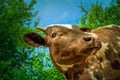 Cow on a summer pasture