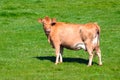 Cow on a summer pasture Royalty Free Stock Photo