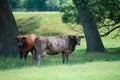 Cow on a summer pasture. Fresh cows milk concept. Royalty Free Stock Photo