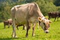 Cow on a summer pasture. Herd of cows grazing in Alps. Holstein cows, Jersey, Angus, Hereford, Charolais, Limousin