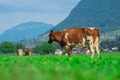 Cow on a summer pasture. Herd of cows grazing in Alps. Holstein cows, Jersey, Angus, Hereford, Charolais, Limousin Royalty Free Stock Photo