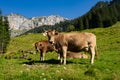 Cow on a summer pasture. Herd of cows grazing in Alps. Holstein cows, Jersey, Angus, Hereford, Charolais, Limousin Royalty Free Stock Photo