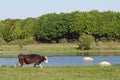 cow on a summer pasture near the river Royalty Free Stock Photo