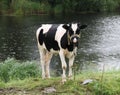 Cow on a summer pasture in the rain Royalty Free Stock Photo