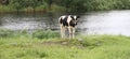 Cow on a summer pasture in the rain Royalty Free Stock Photo