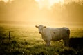 Cow in sun Royalty Free Stock Photo