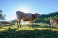 Cow with sun rising behind