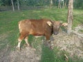 a cow sunbathing in a green pasture with a bridle wrapped around its neck Royalty Free Stock Photo