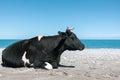 Cow sunbathing on the sea beach, summer sunny day Royalty Free Stock Photo