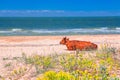 Cow on the sunny beach Royalty Free Stock Photo