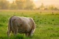 Cow on the sunset rear view