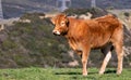 Cow in the wild Andalusia Royalty Free Stock Photo