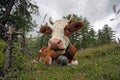 Cow in Swiss Alps Royalty Free Stock Photo