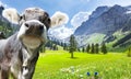 Cow in Swiss alps Royalty Free Stock Photo