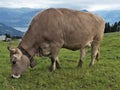 Cow grazing grass alp meadow