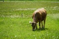 A cow of Swiss brown breed grazing a piece of a meadow