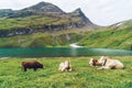 Cow in Switzerland Alps mountain Grindelwald First Royalty Free Stock Photo