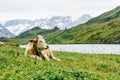 Cow in Switzerland Alps mountain Grindelwald First Royalty Free Stock Photo