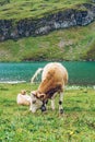 Cow in Switzerland Alps mountain Grindelwald First Royalty Free Stock Photo