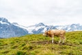 Cow in Switzerland Alps mountain Grindelwald First Royalty Free Stock Photo