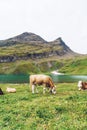 Cow in Switzerland Alps mountain Grindelwald First Royalty Free Stock Photo