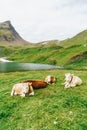 Cow in Switzerland Alps mountain Grindelwald First Royalty Free Stock Photo