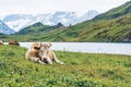 Cow in Switzerland Alps mountain Grindelwald First Royalty Free Stock Photo