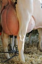Cow with swollen udders full of milk is milked with automatic mi