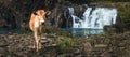 Cow at Tad Faed waterfall. Laos landscape. Panorama