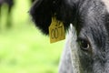 Cow tagged with 007 Royalty Free Stock Photo