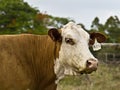 Cow With Tagged Ear Royalty Free Stock Photo