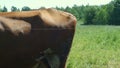 Cow tail shrugs off the horseflies closeup