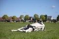 Cow takes a power nap, lies stretched out in the pasture, relaxed and happy, lazy lying, in the middle of a meadow in the Holland Royalty Free Stock Photo