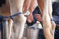 Cow teat being milked in dairy farm. milking of cattle