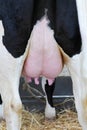 Cow teats Royalty Free Stock Photo