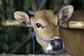 Cow tethered through nose Royalty Free Stock Photo