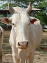 Cow ,Thailand Royalty Free Stock Photo