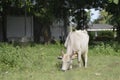 Cow in thailand Royalty Free Stock Photo