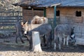 A Cow and Three Donkeys Feeding in a Farm