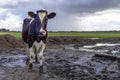 Cow in thunderstorm, dark sky background, black and white livestock, rain and muddy field Royalty Free Stock Photo
