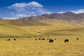 Cow in tibet snow mountain Royalty Free Stock Photo